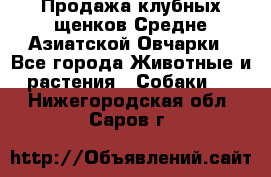 Продажа клубных щенков Средне Азиатской Овчарки - Все города Животные и растения » Собаки   . Нижегородская обл.,Саров г.